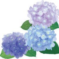 紫陽花の花