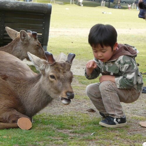 鹿と戯れる子ども