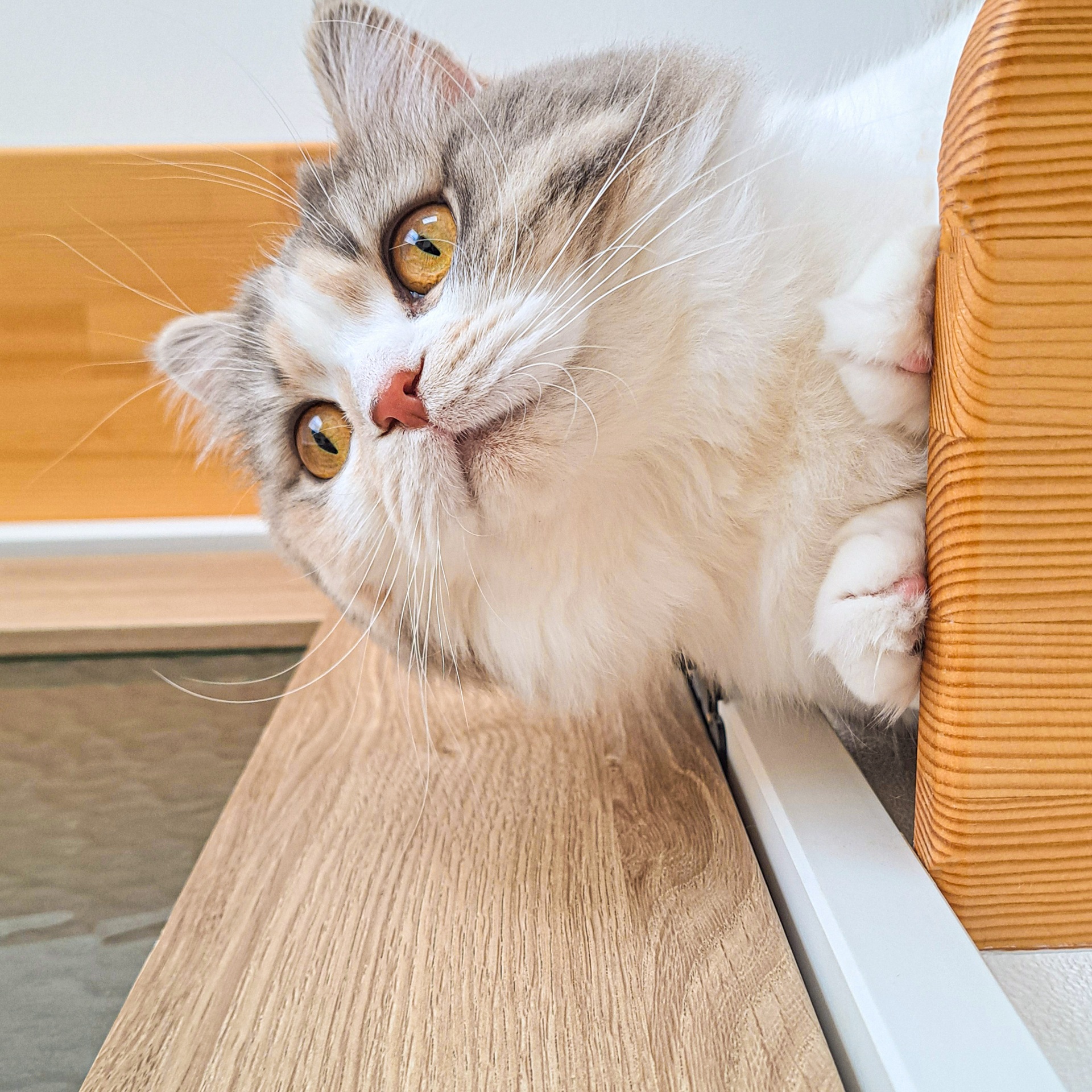 キャットウォークからのぞき込む猫