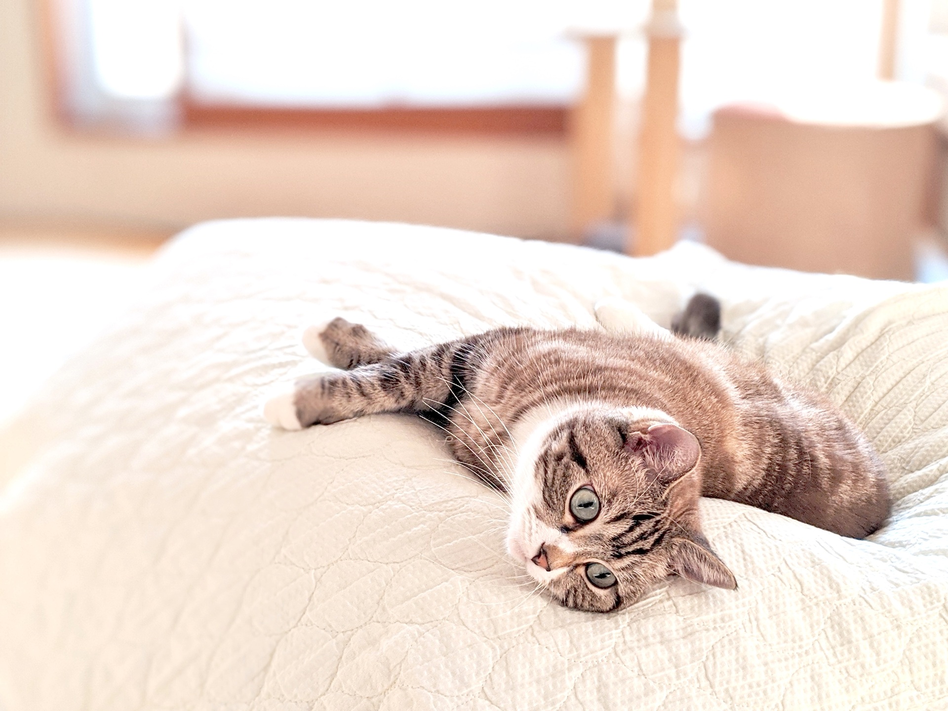 猫 横になって見つめる疲れたトラ猫