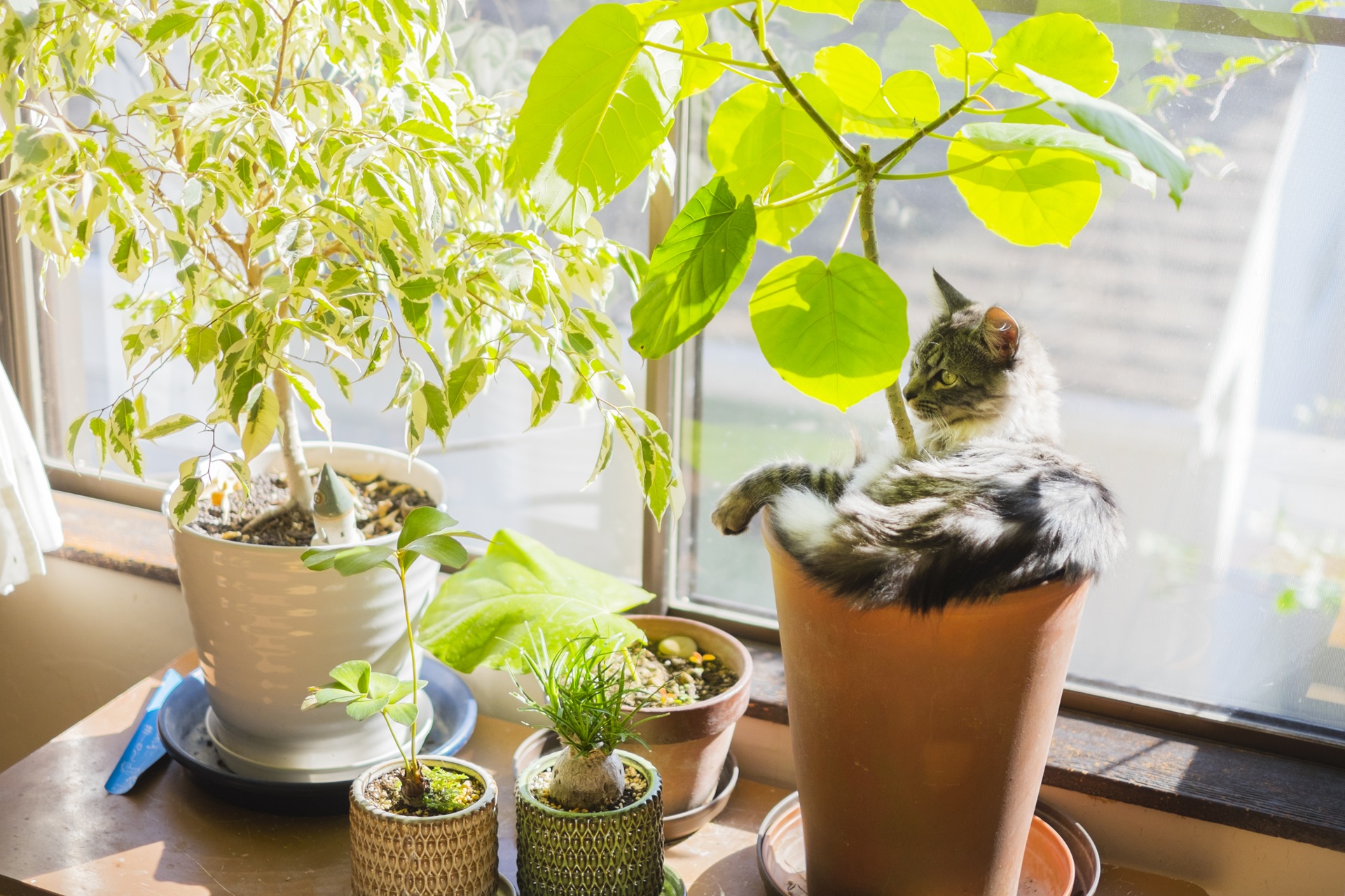 植木鉢にはまるサバトラ猫