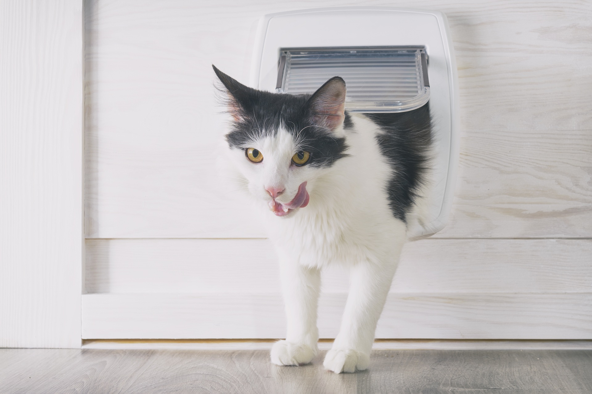 猫ドアを使う猫