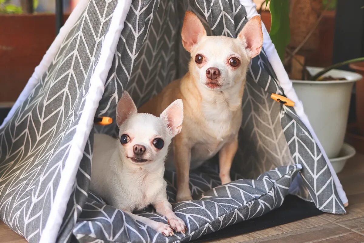 ベランダで簡易テントに入る子犬