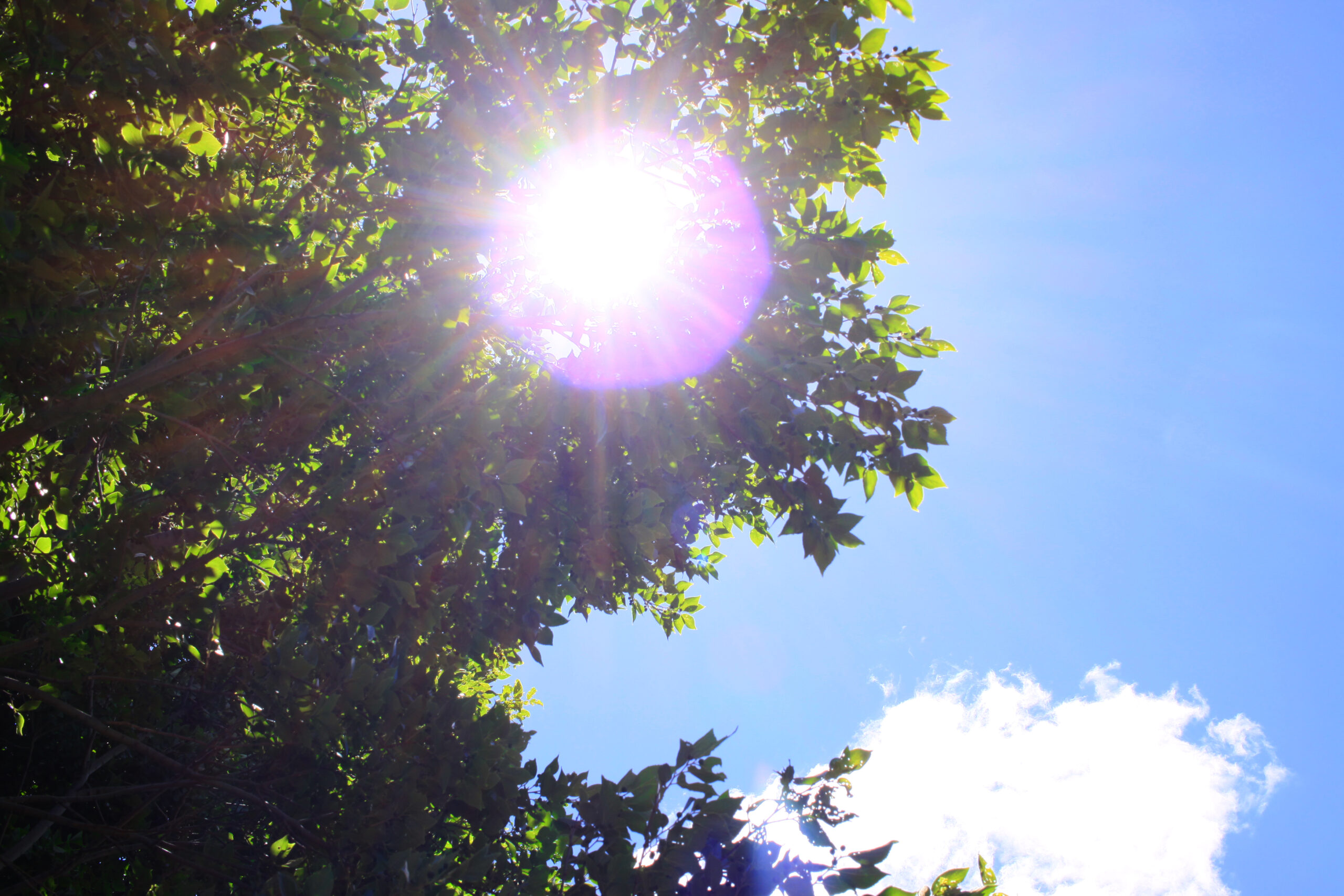 眩しい夏の日差し