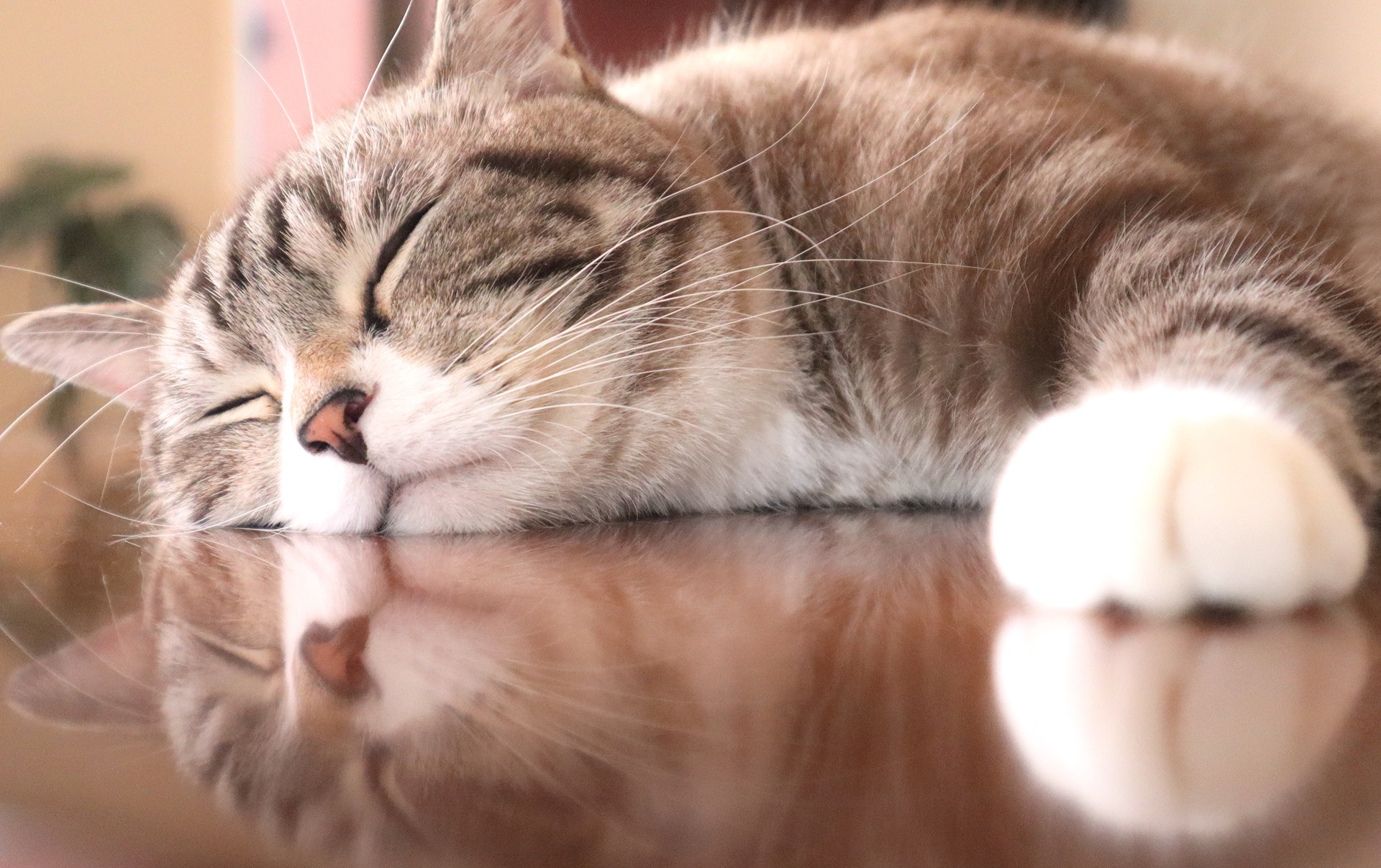 猫の幸せな可愛い寝顔で癒やされる