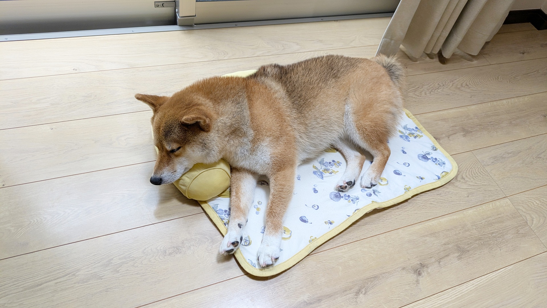 リビングで寝ている犬