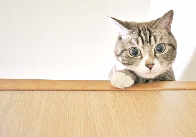 猫カフェ探訪記