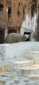 天王寺動物園でシロクマ界隈を騒がせている人気者『ホウちゃん』
