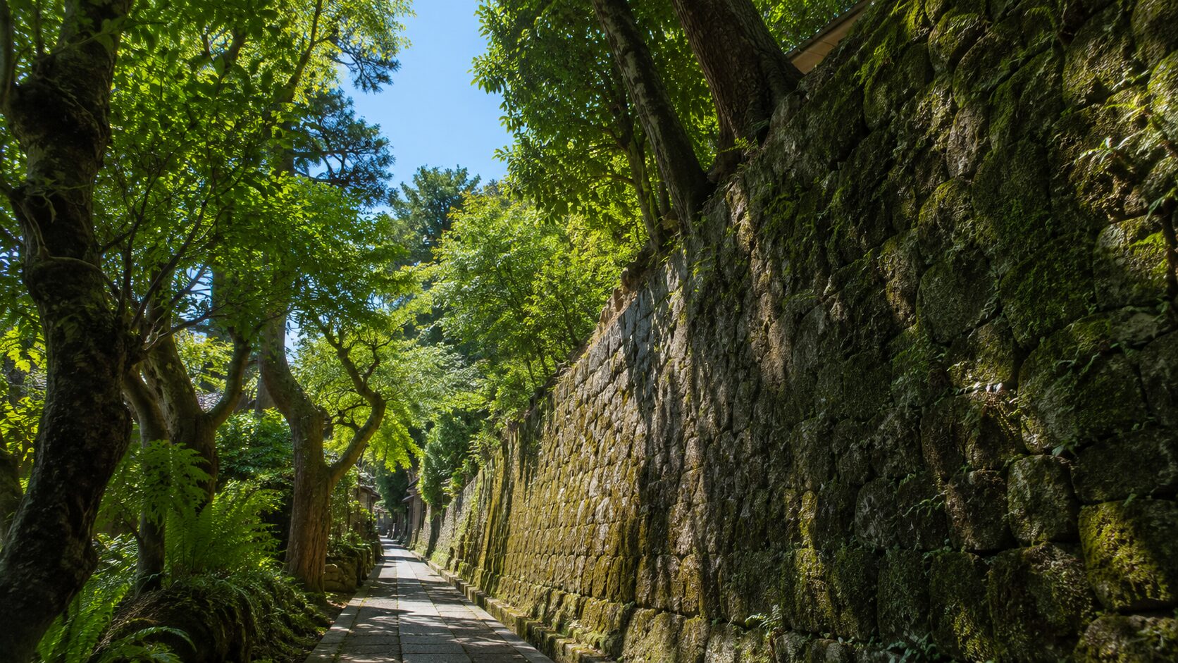 鎌倉・逗子の古い擁壁や既存の美しい庭木を活かした建て替え計画を想起させる、緑に囲まれた古い石垣の風景